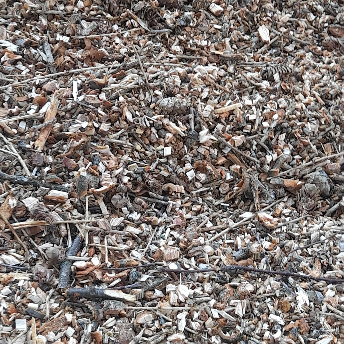 Modřínová štěpka - 2