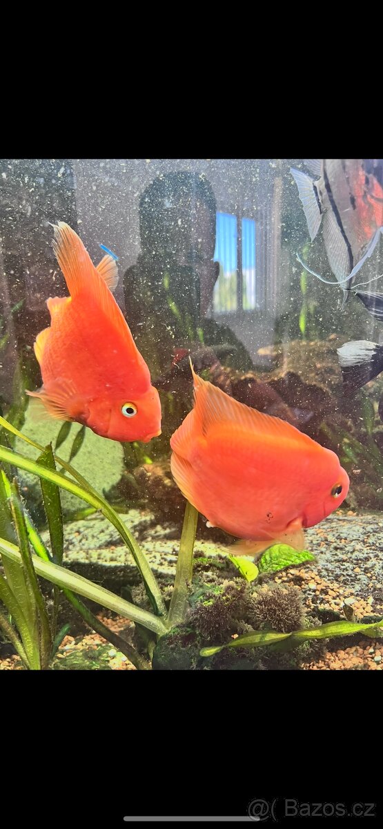 Cichlida papoušci - 2
