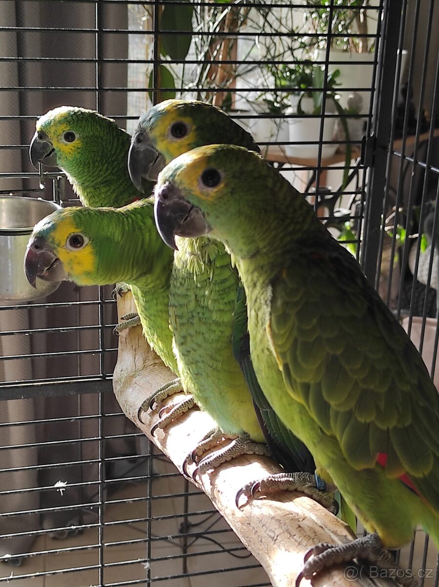 Amazoňan modročelý - 2