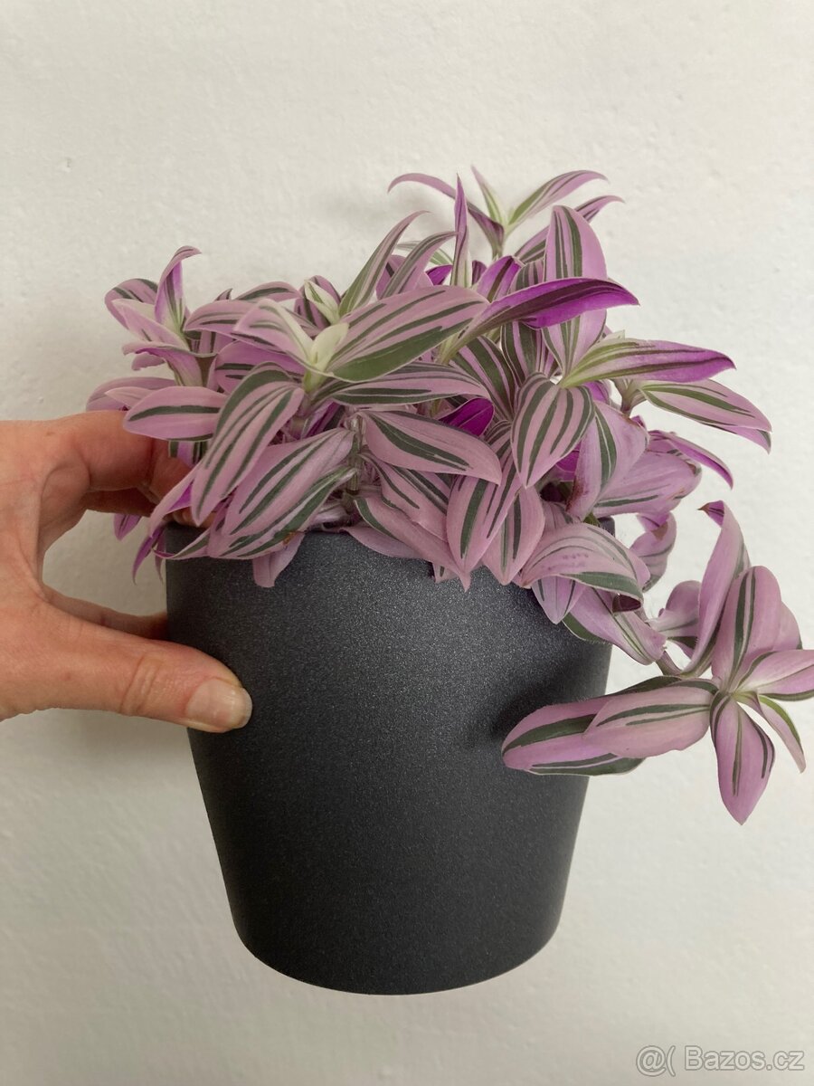 Voděnka tradescantia Nanouk - 2
