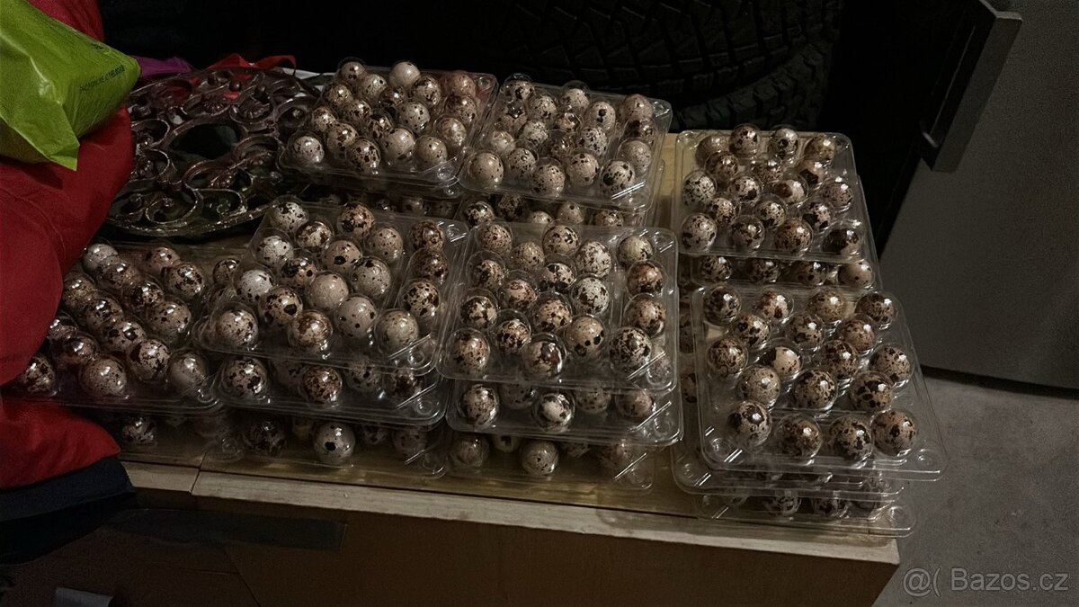 Křepelčí vajíčka - 2