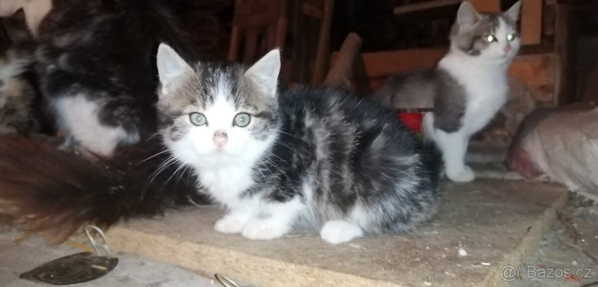 Darujeme koťátka - 2