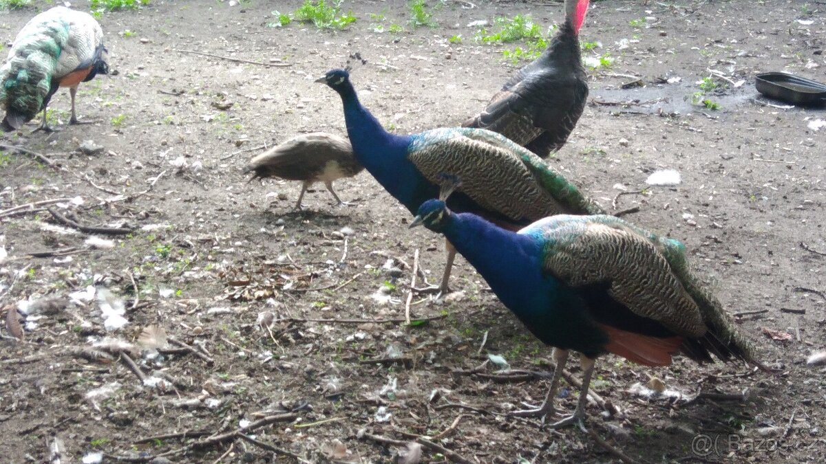 Páv korunkátý modrý, a černokřídlý - 2