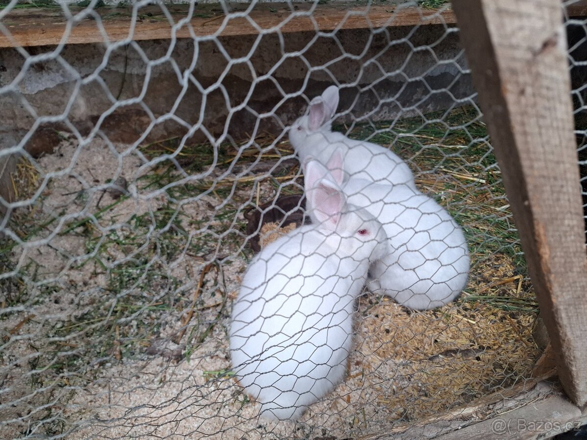 Samičky NB ihned do vhovu - 2