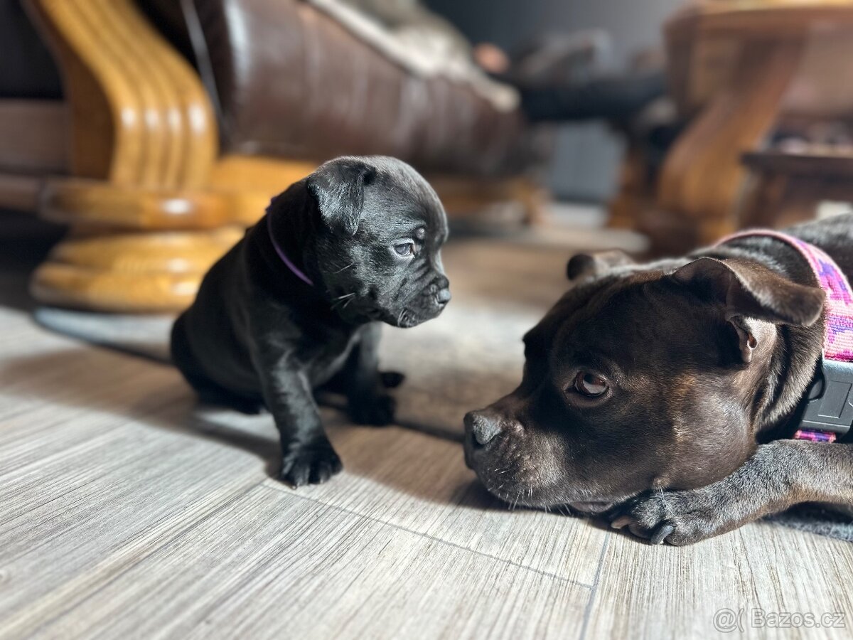 Stafordšírský bulterier s PP - 2