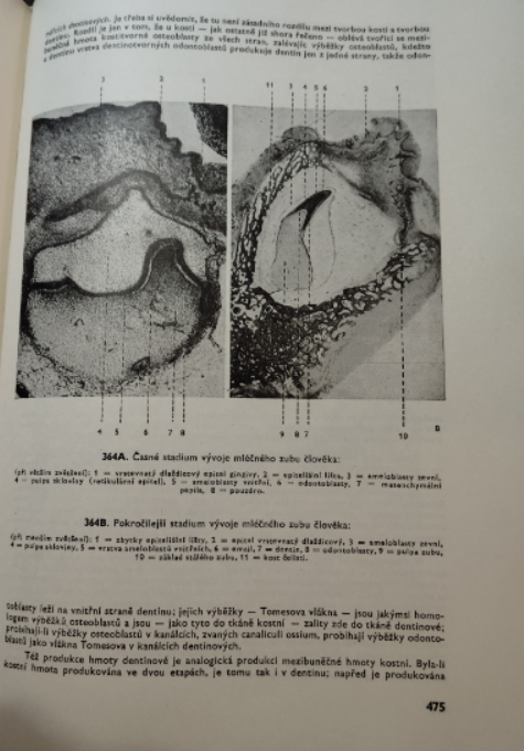 Histologie Wolf 1966 - 2