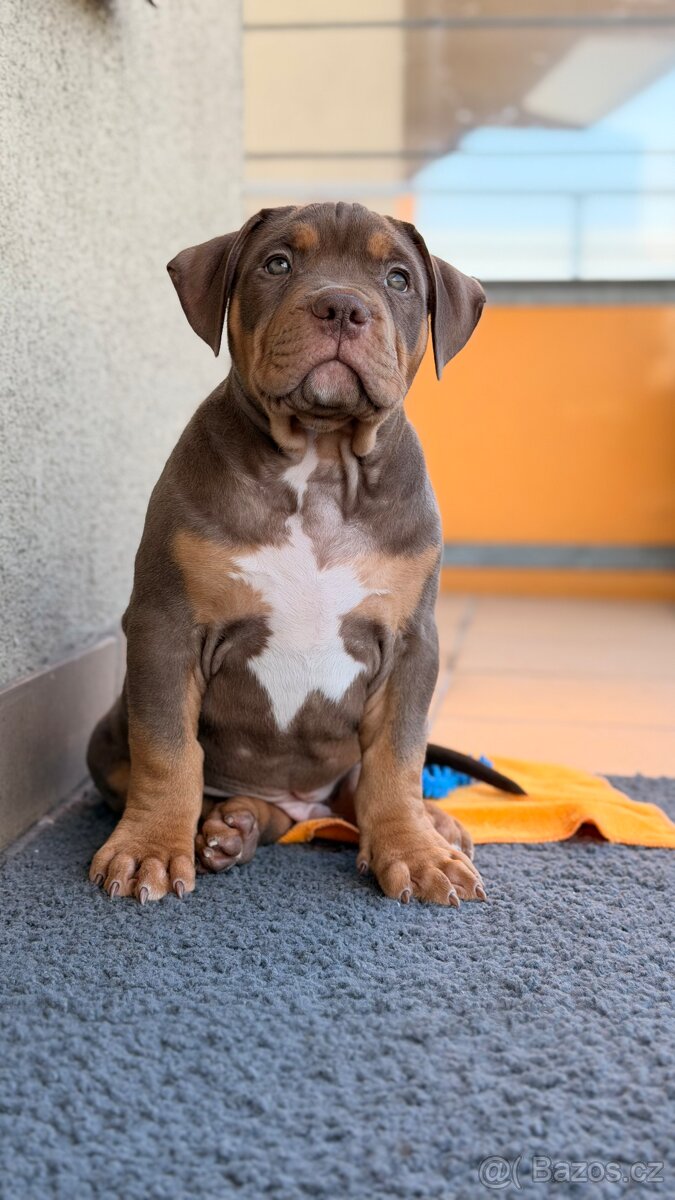 American bully XL - 2