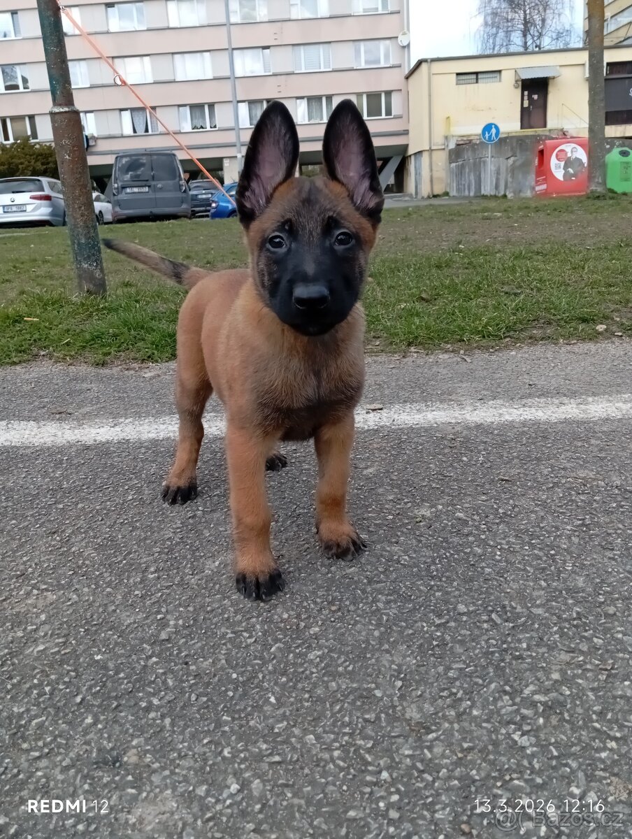Belgický ovčák Malinois s PP - 2