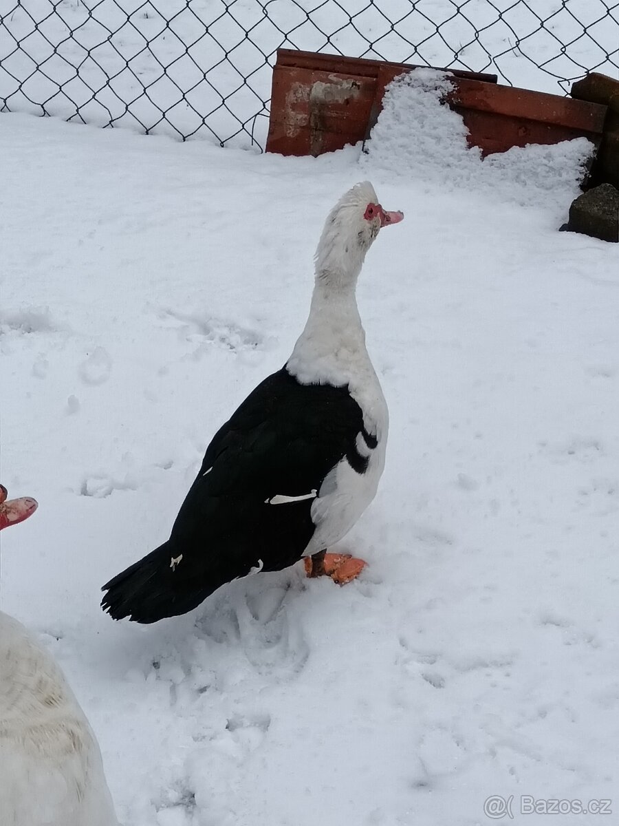 Prodám kachna pižmová - 2