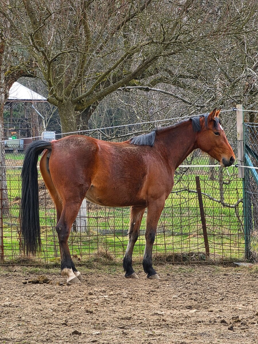 Klisna po ČSP Olly - 2