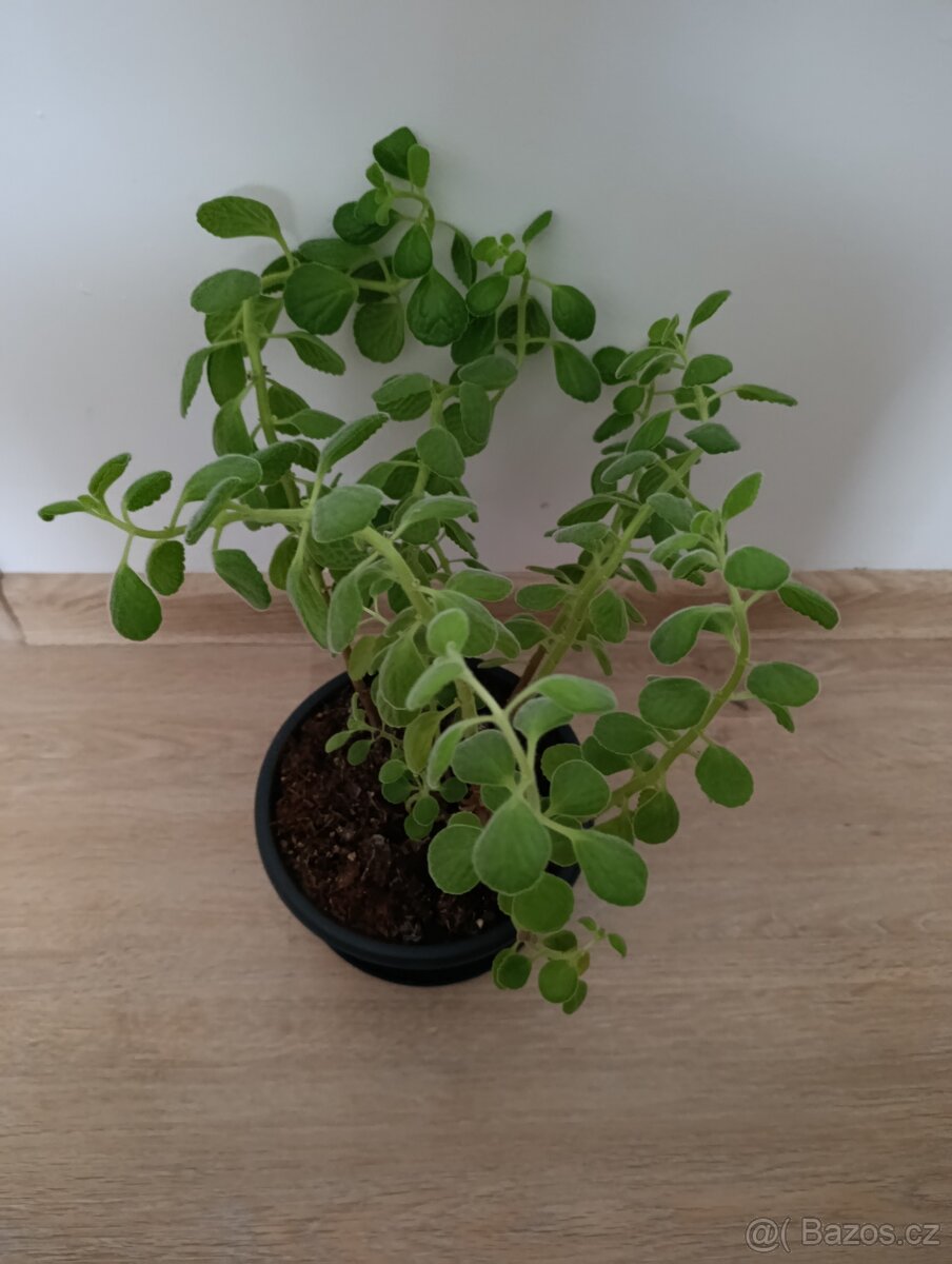 Rýmovník eukalyptový - 2