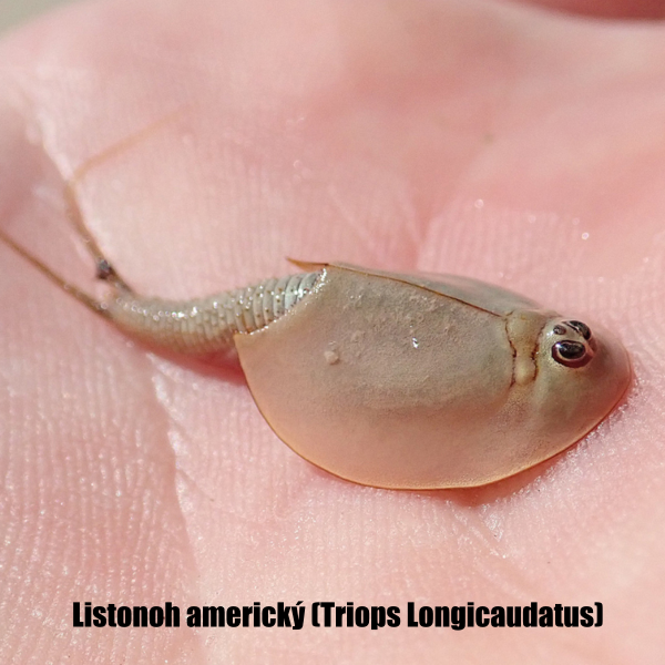 Listonozi - Triops Longicaudatus, Triops Granarius - 2