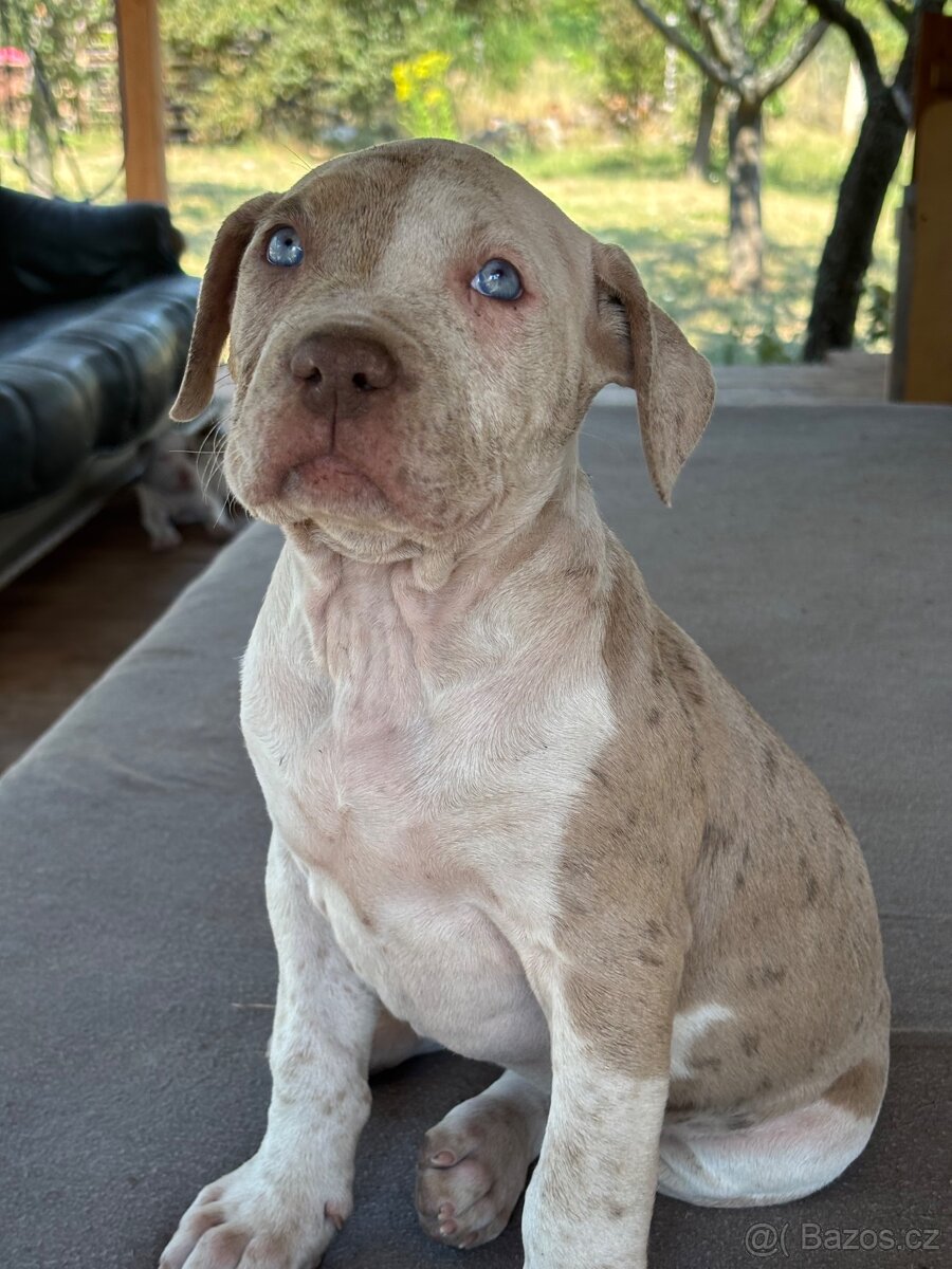 American Bully XL - 2