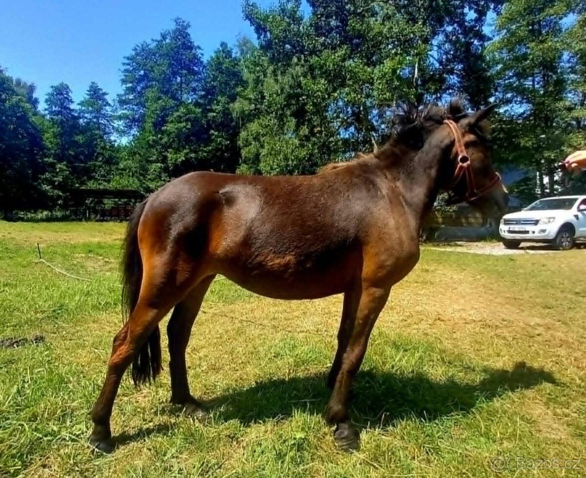 Klisnička pony - 2