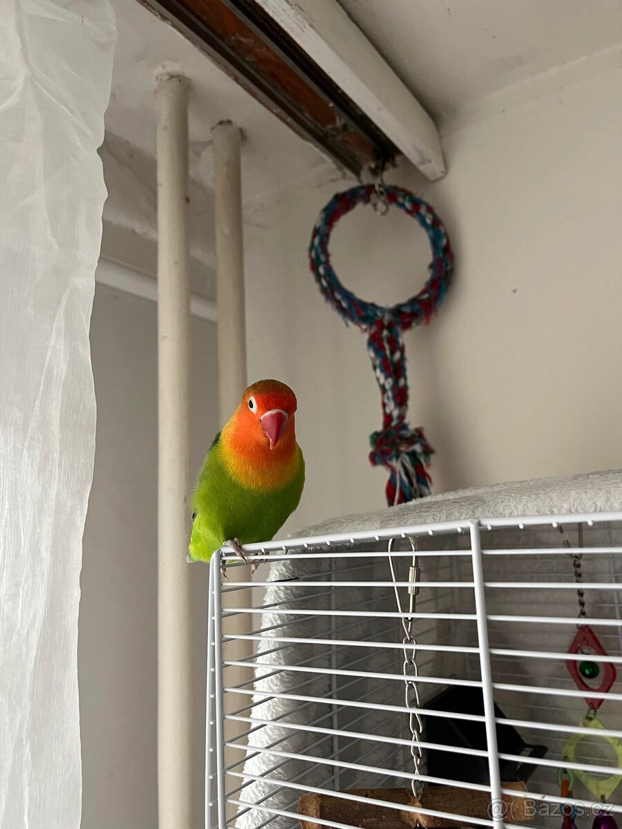 Daruji samičku agapornise - 2