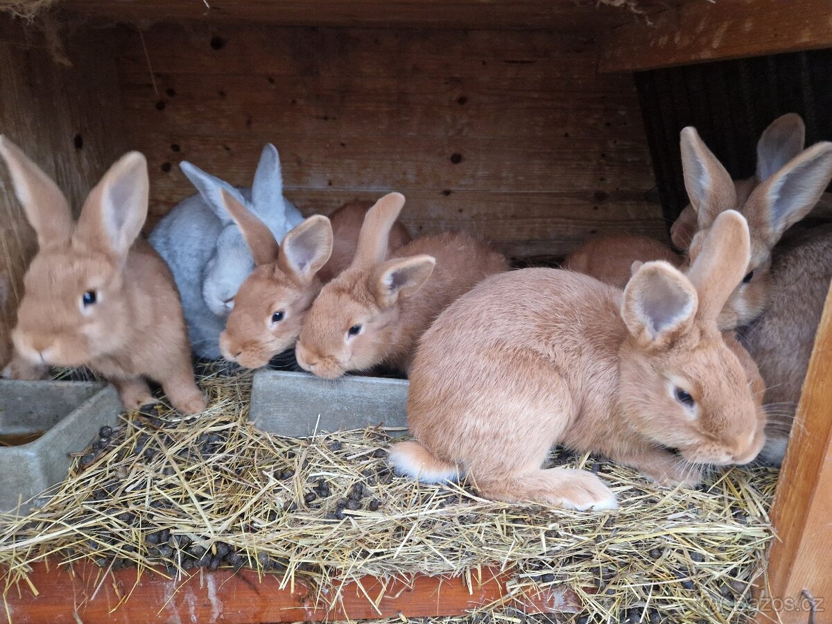 Králičata na dokrm nebo k hobby chovu - 2