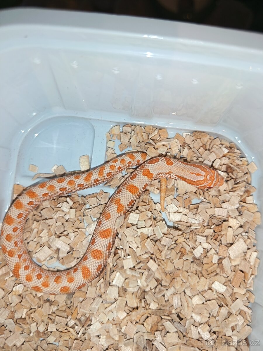 Heterodon Nosatý mláďata 2025 - 2