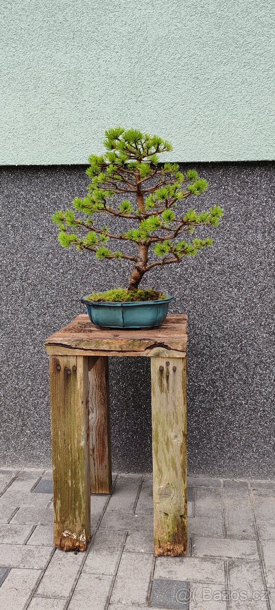 Bonsai, bonsaj borovice - 2