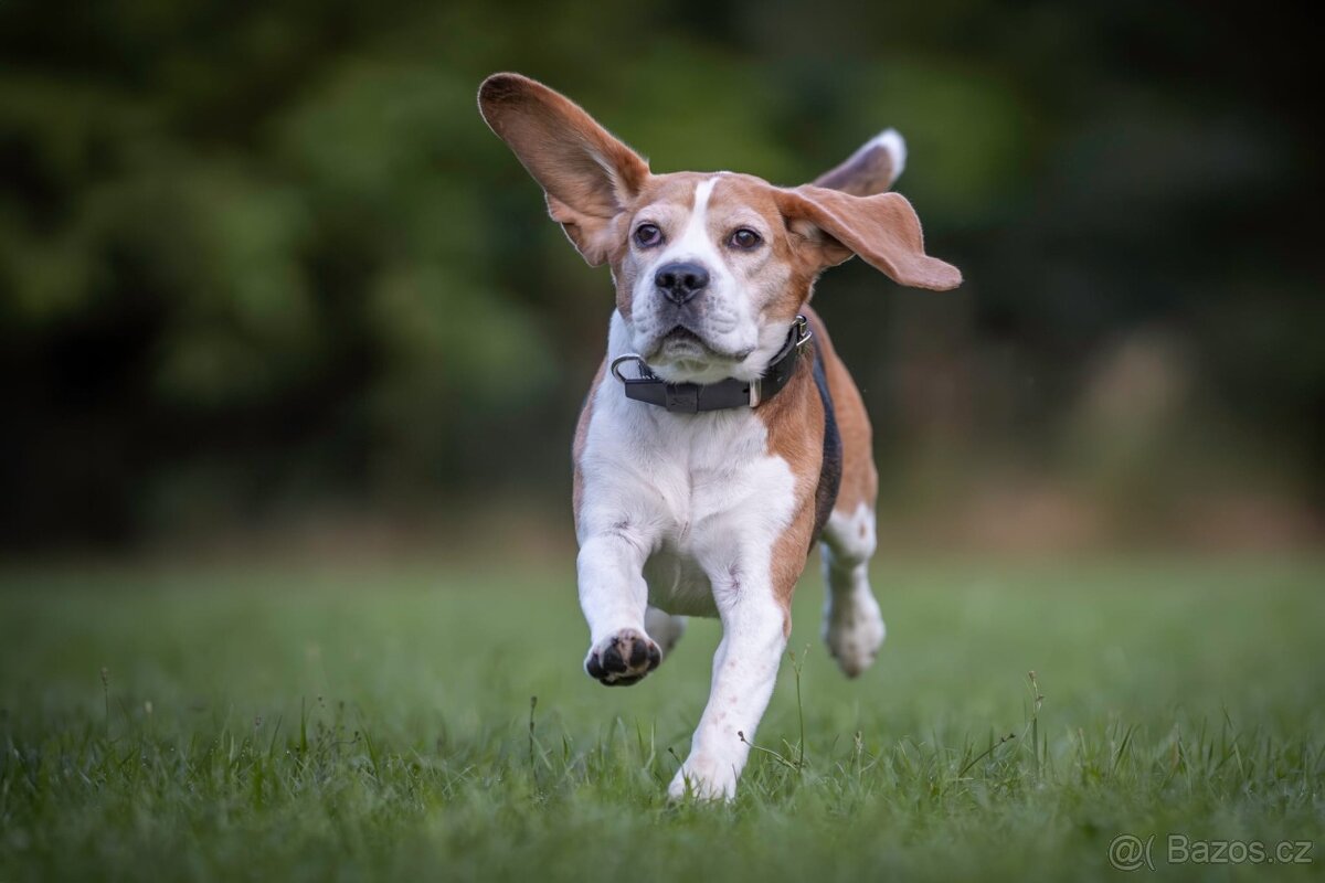 Bígl ke krytí. - 2
