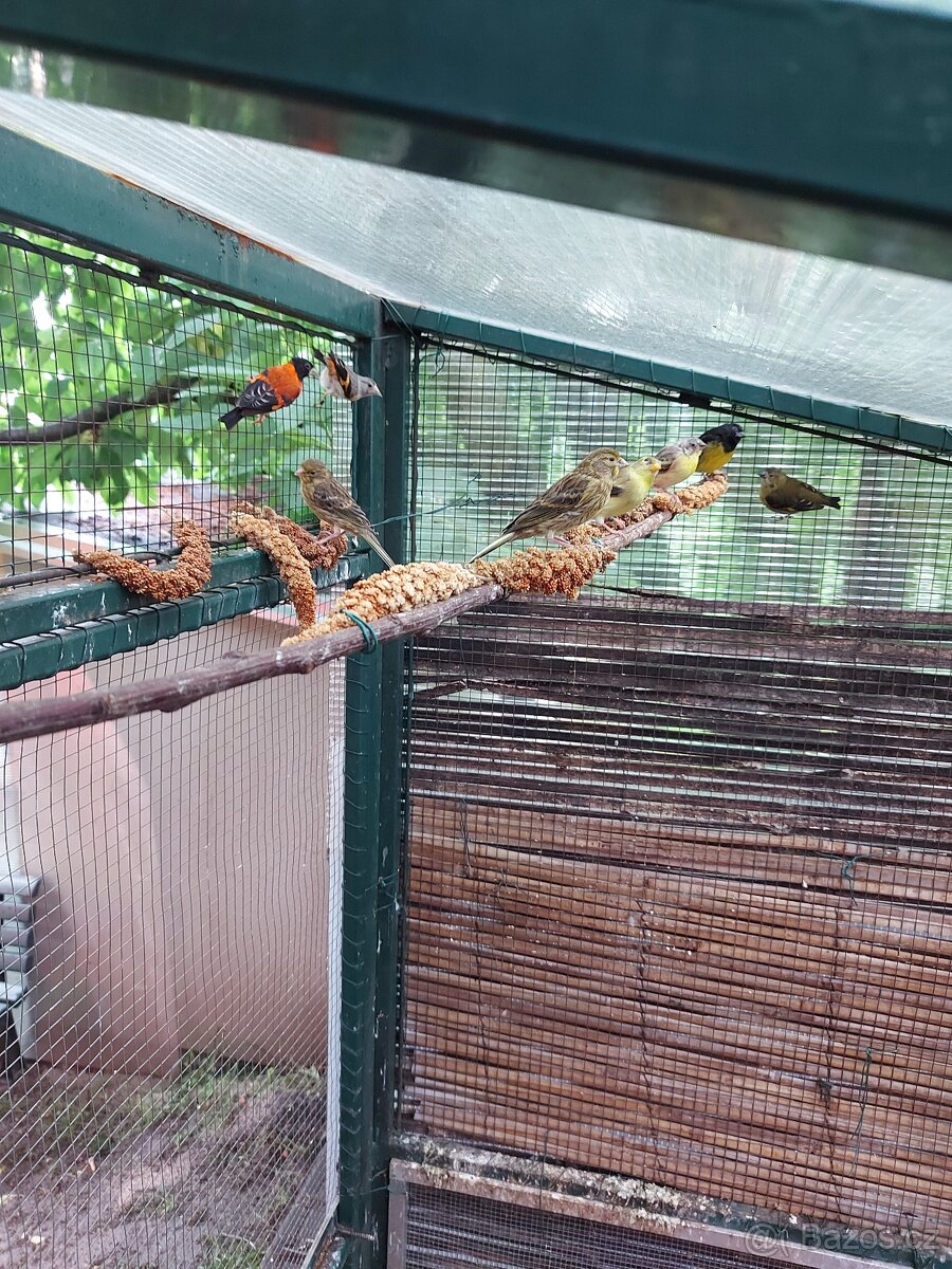 Kanár TIMBRADOS - 2