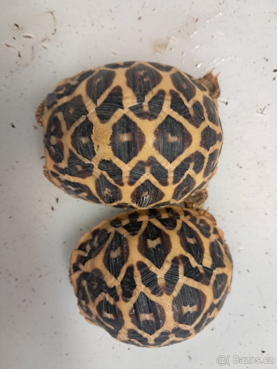 zelvy paprscite a hvezdnate - 2