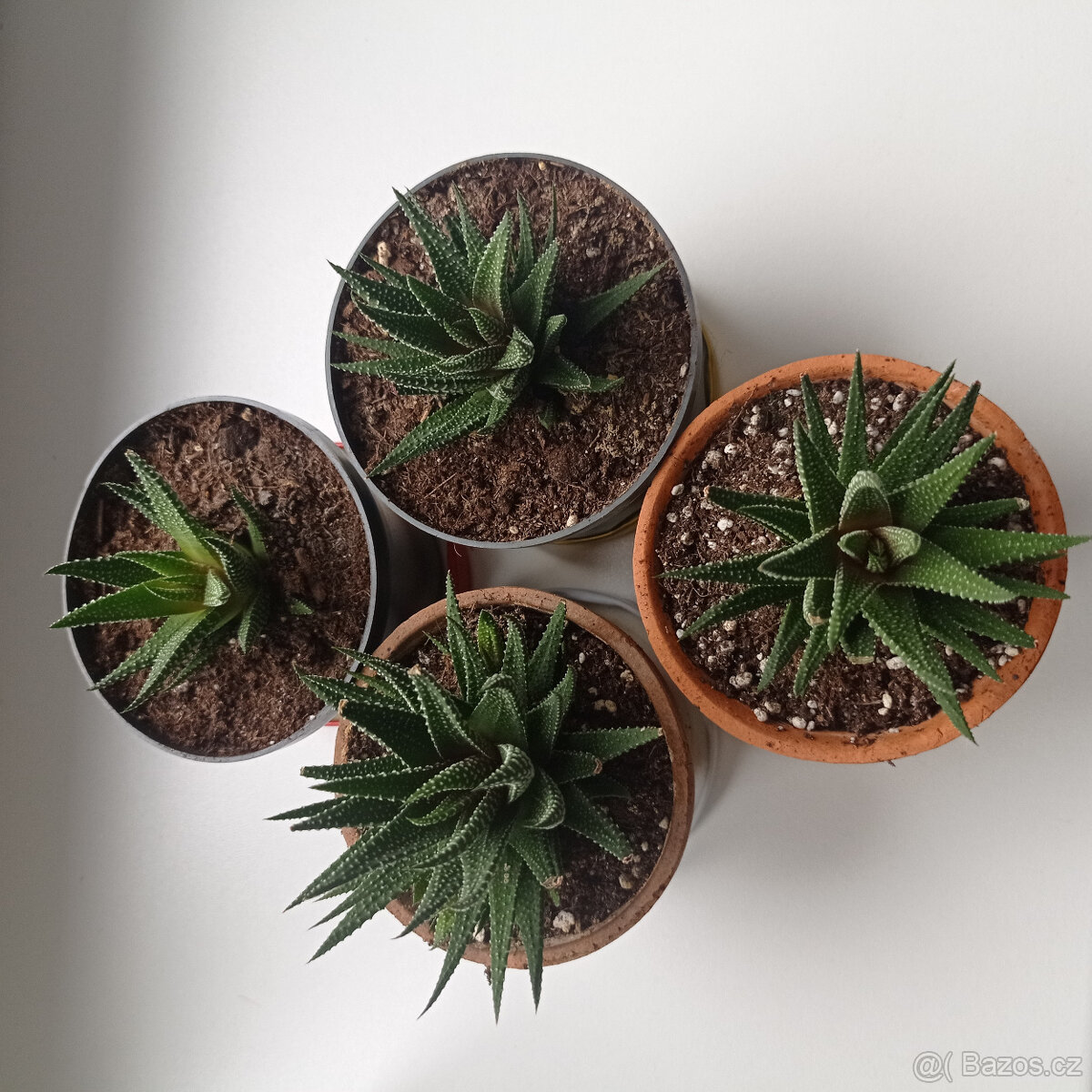 Haworthia Zebrina - 2