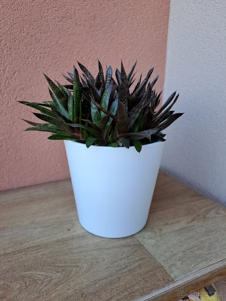 Aloe - 2