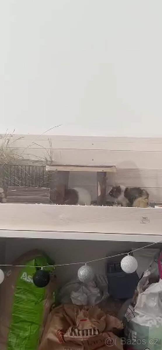 Prodám dvě morčata a kompletní výbava - 2