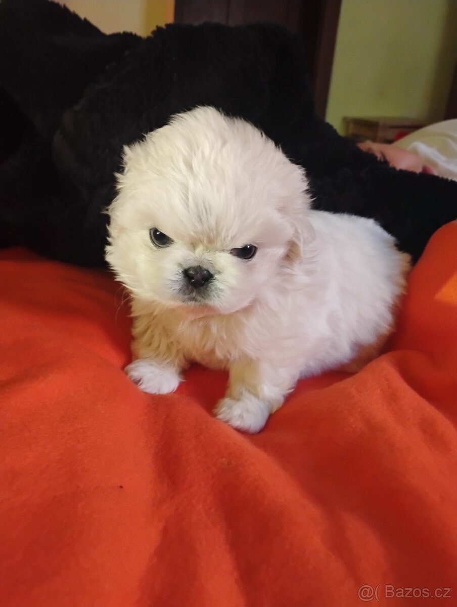 Pekingský palácoví psík. - 2