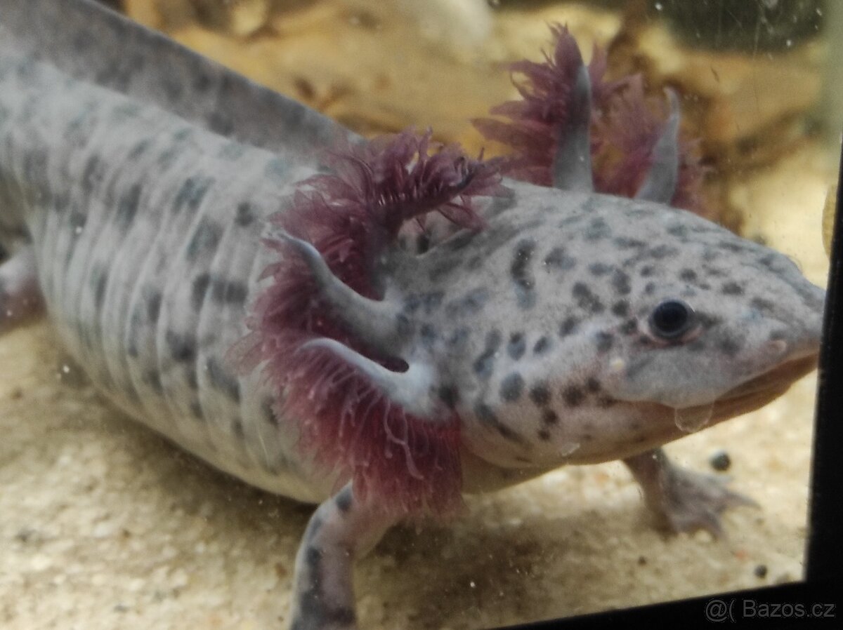 Axolotl mexický - Ambystoma mexicanum - 2