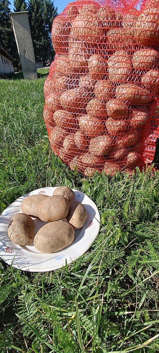Brambory k uskladnění. - 2