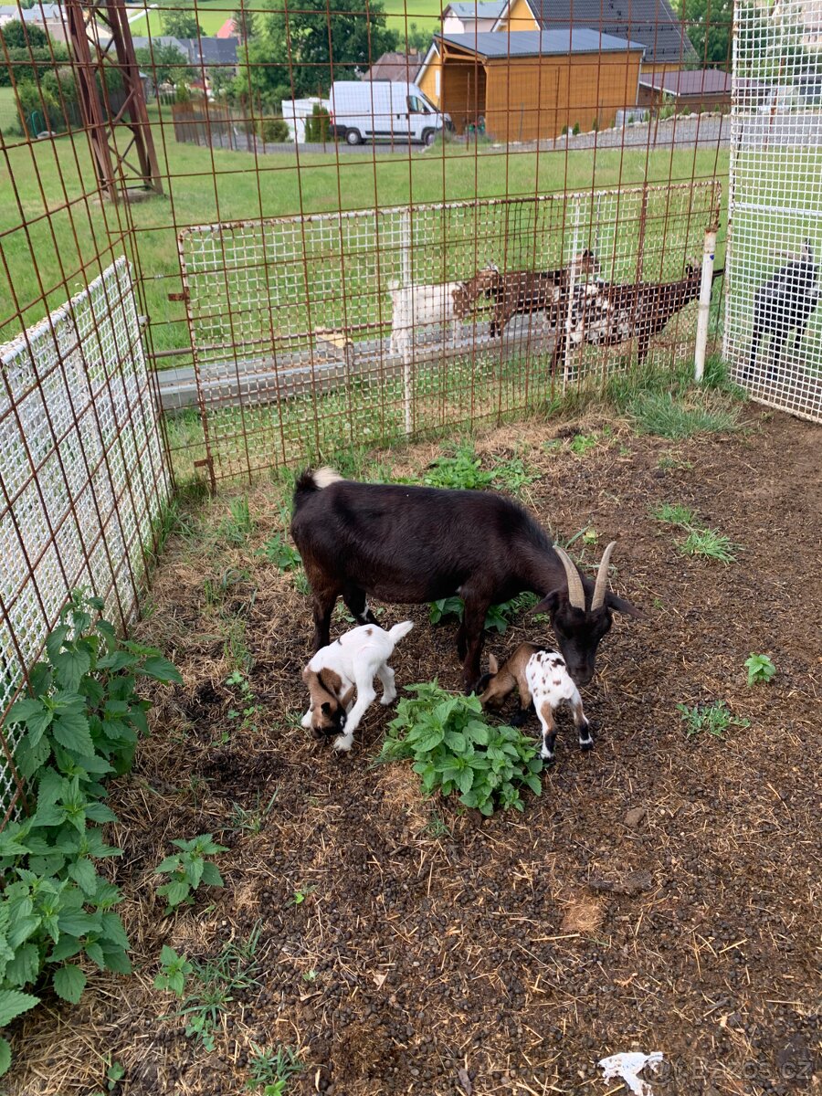 Kozy kamerunské - 2