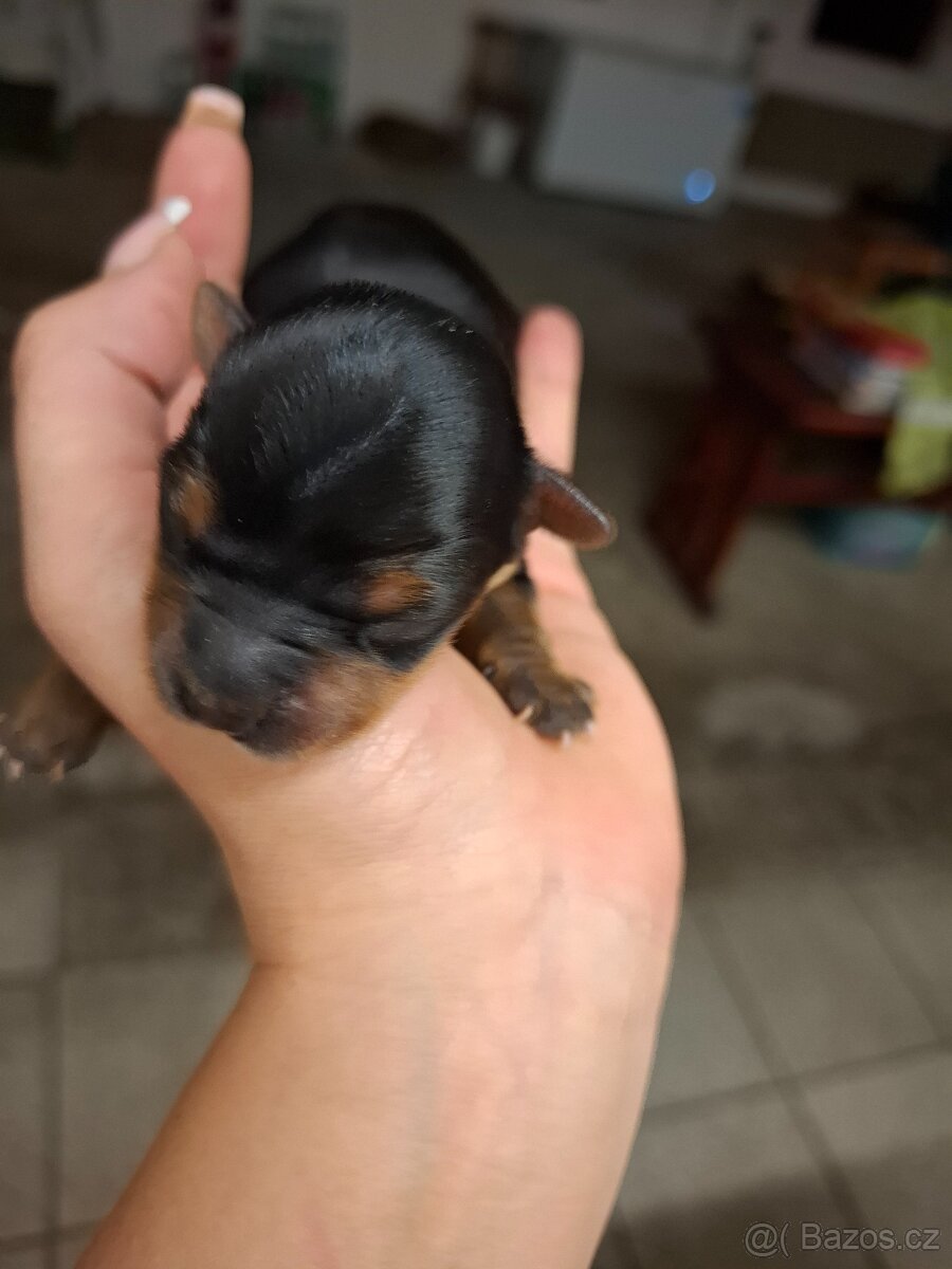 Štěně Yorkširského teriéra mini BP - 2