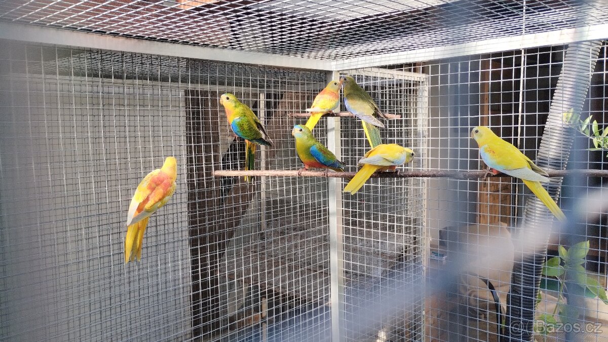 Neoféma tyrkysová - 2