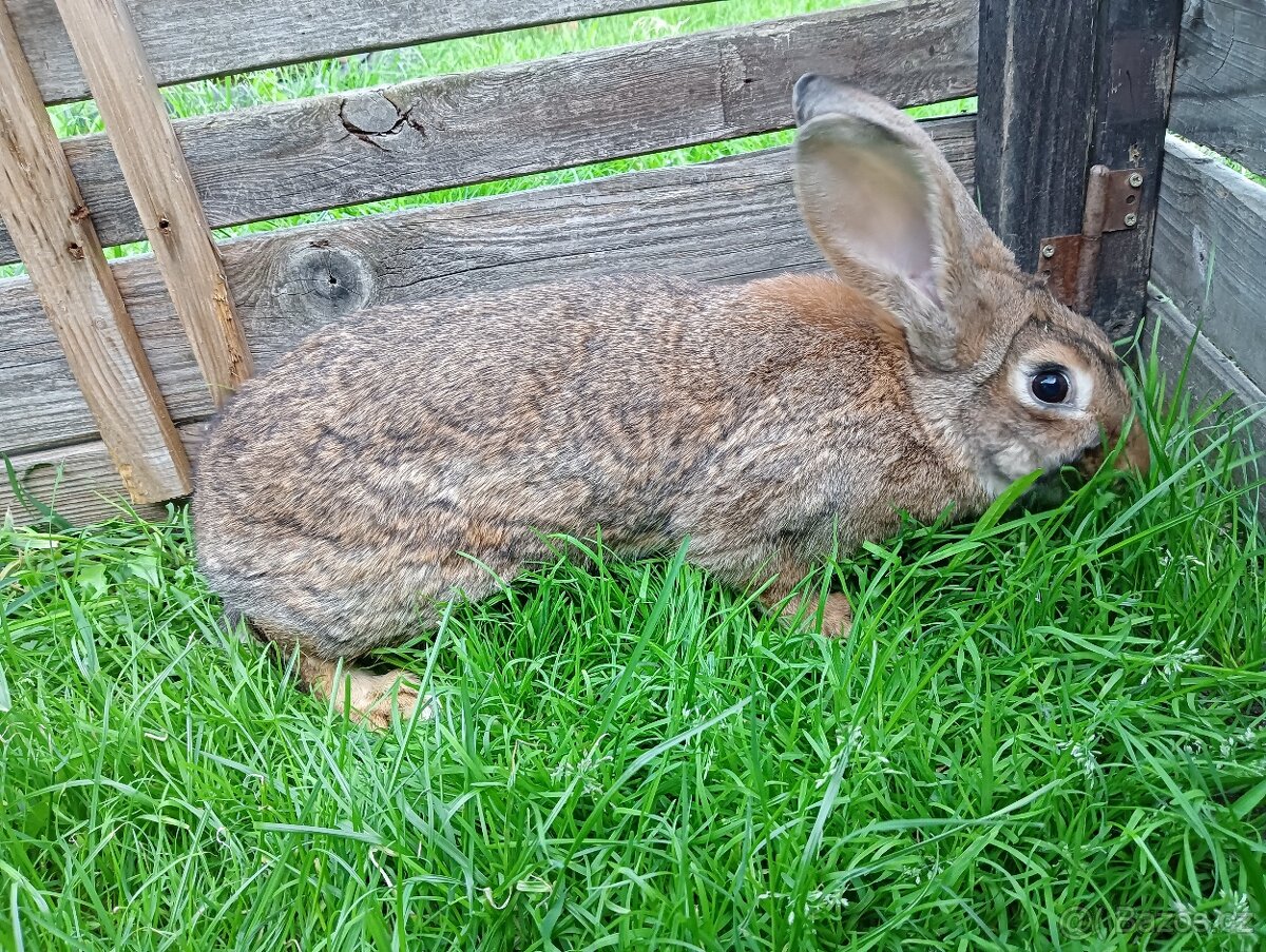 Prodám samce vhodné k chovu - 2
