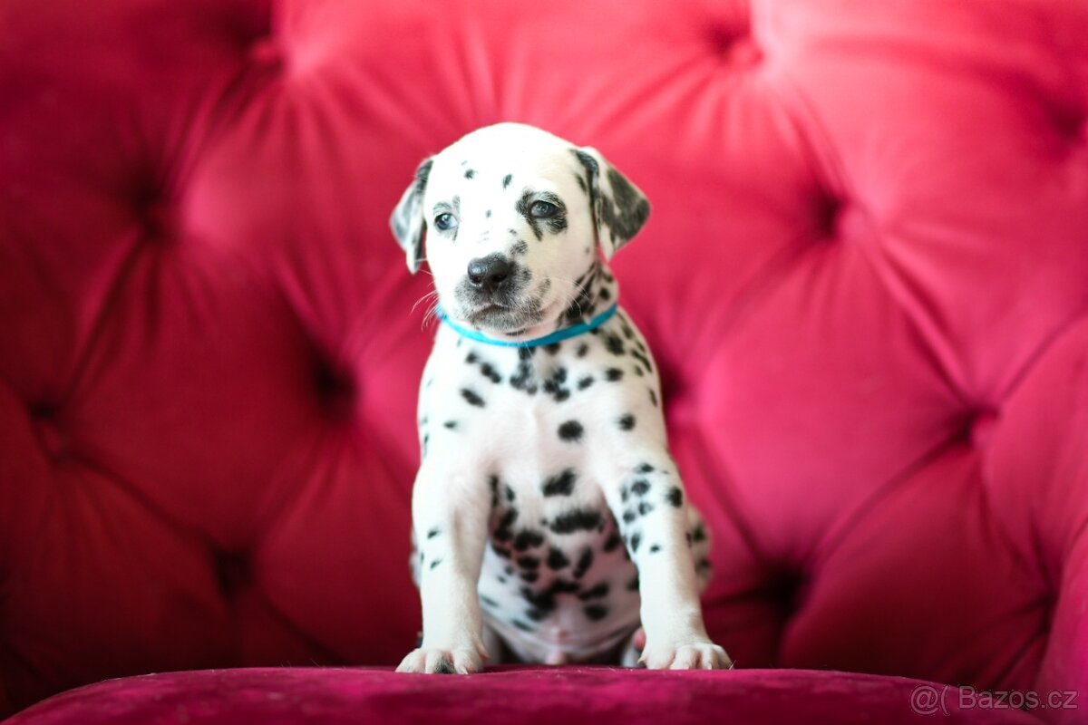 Dalmatin s PP - 2
