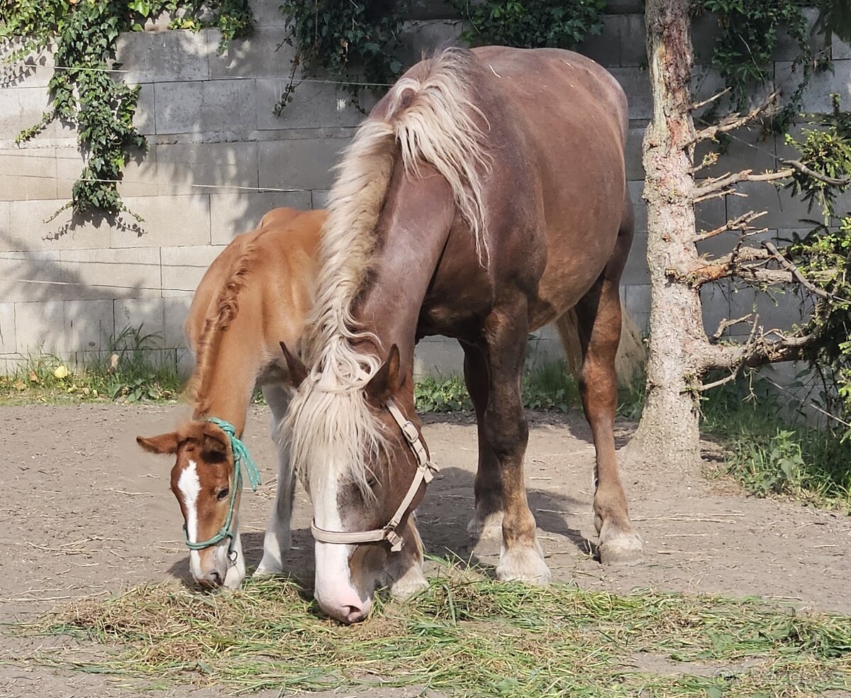 Klisna ČMB Láva - prodám - 2