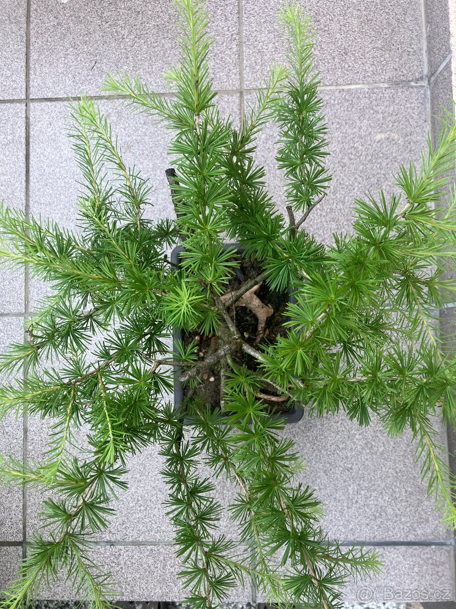 Bonsai, Bonsaj, modřín opadavý - 2