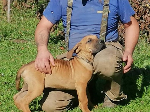 Brazilská fila, štěňata s PP - 2