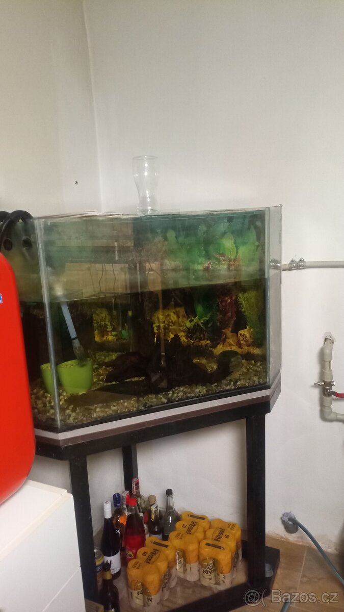Akvária - 2