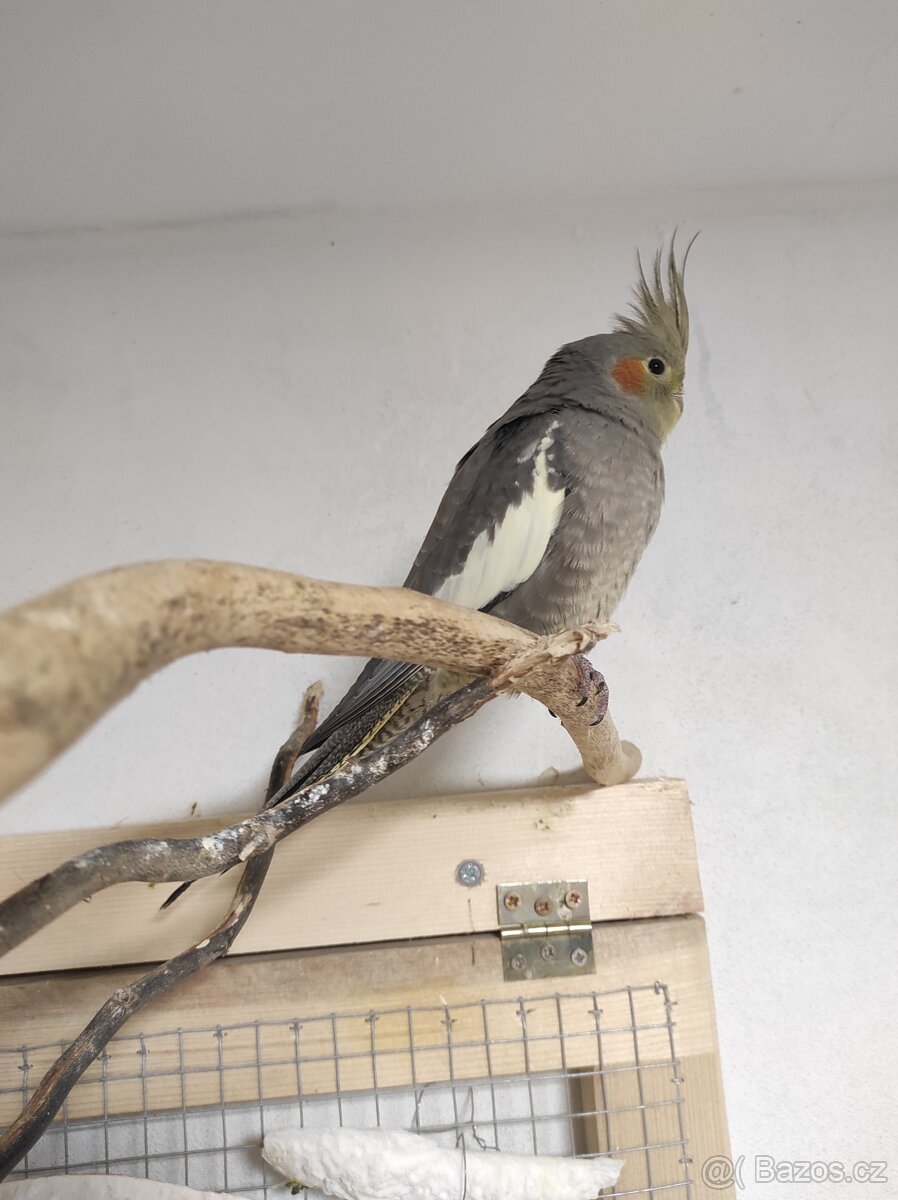 Korely(samečci s DNA testem) - 2