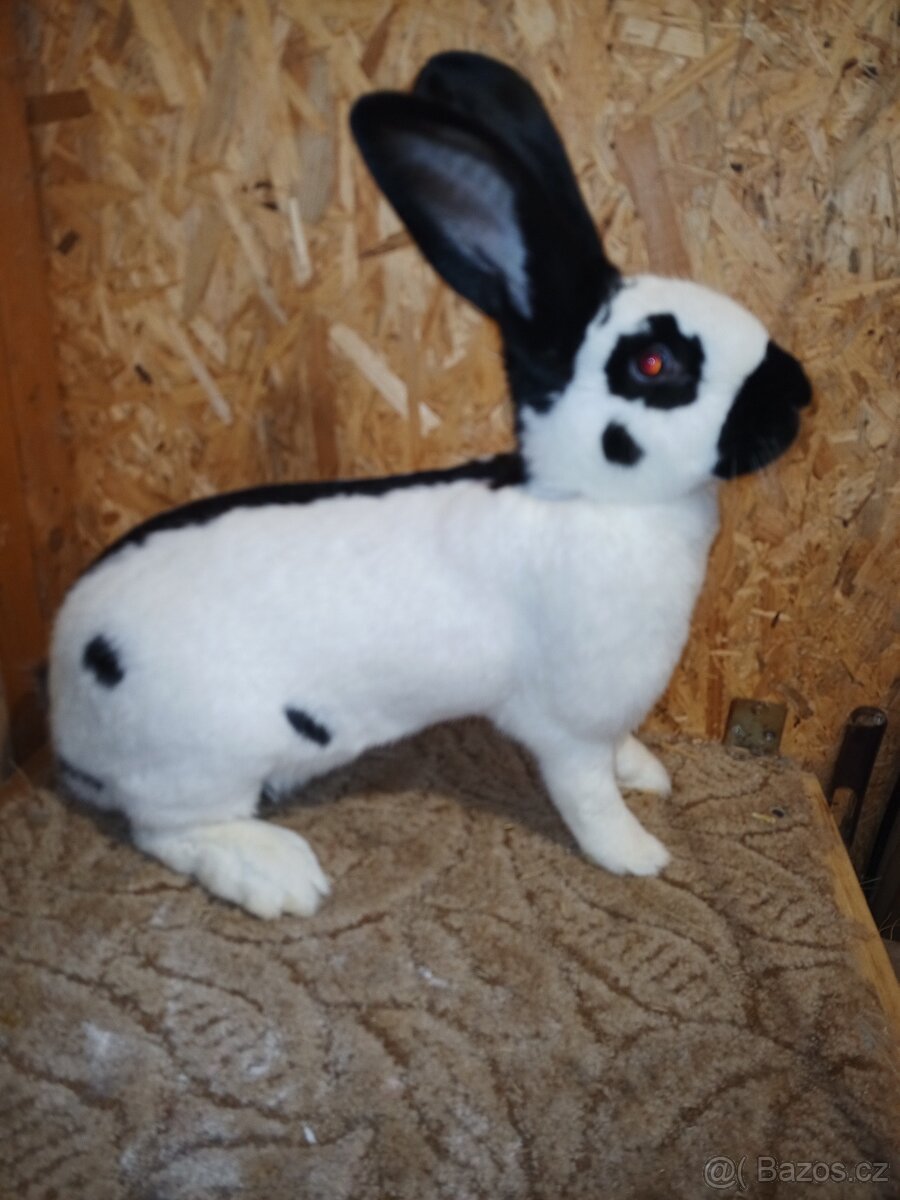 NĚMECKÝ OBROVITÝ STRAKÁČ - 2