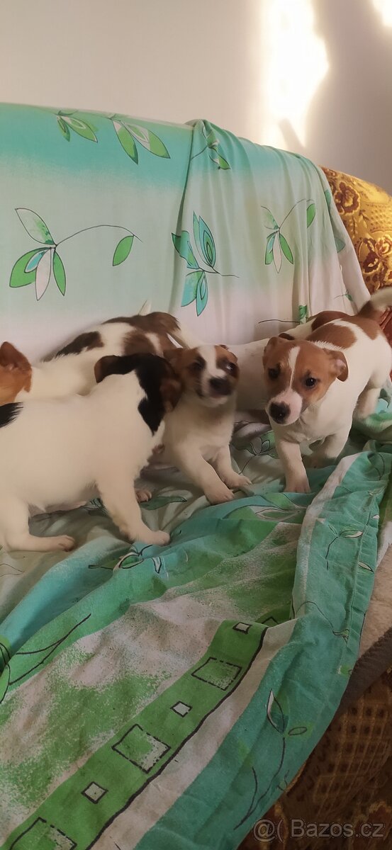 Jack Russell teriér - 2