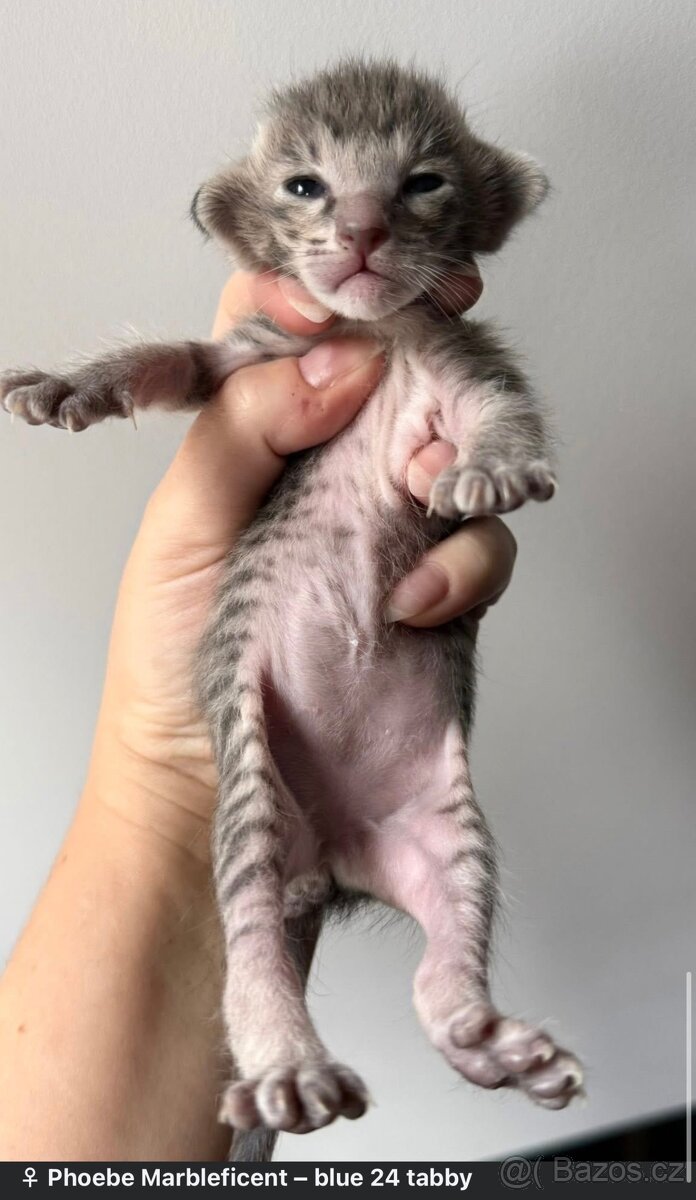 Orientální koťe Marbleficent s PP - 2