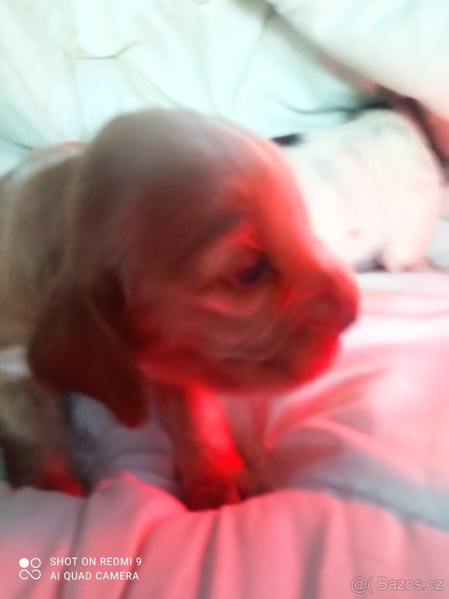 Anglický kokršpaněl zlatá fenka - 2