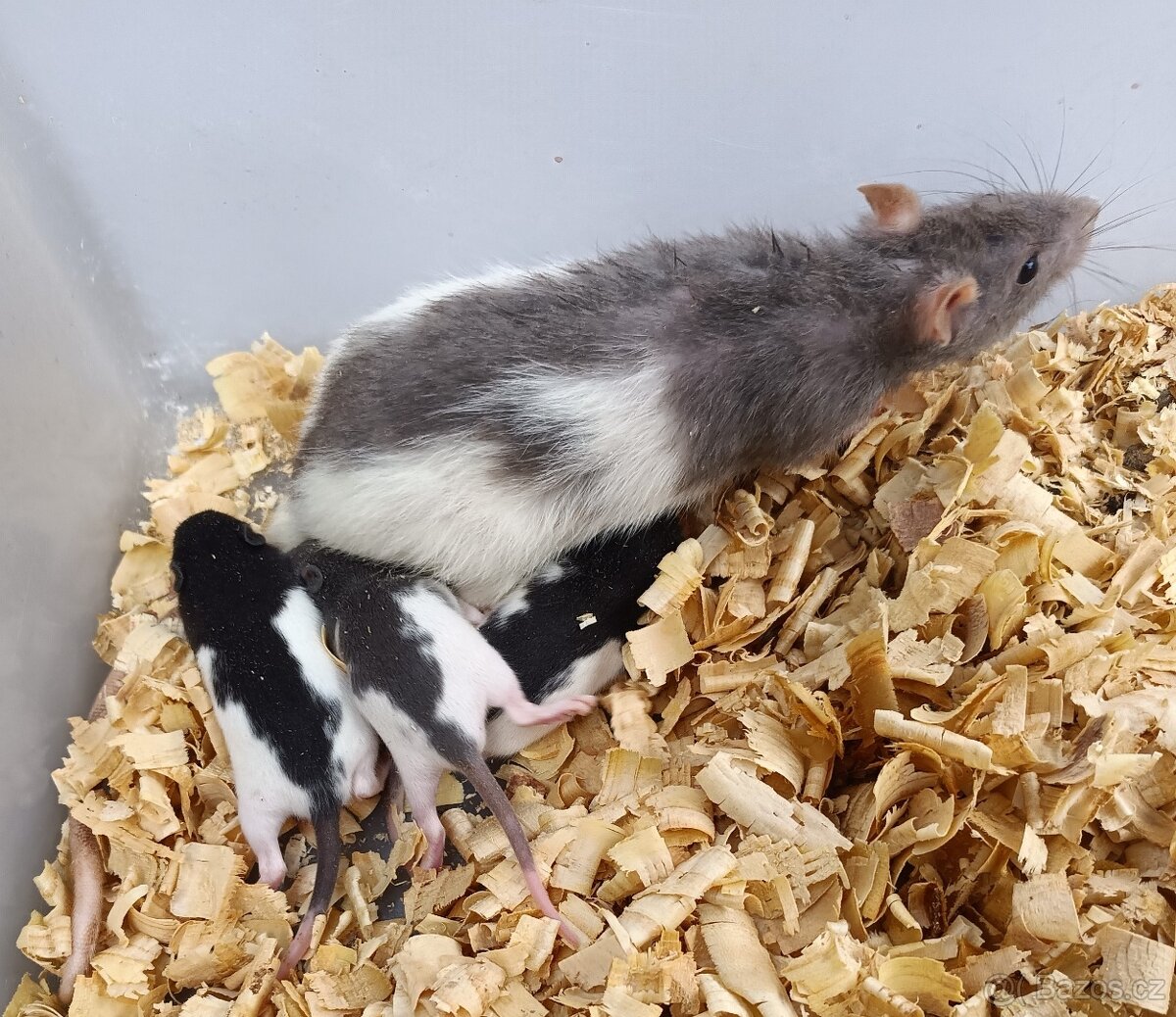 Potkani - prodám mláďata potkanů - 2