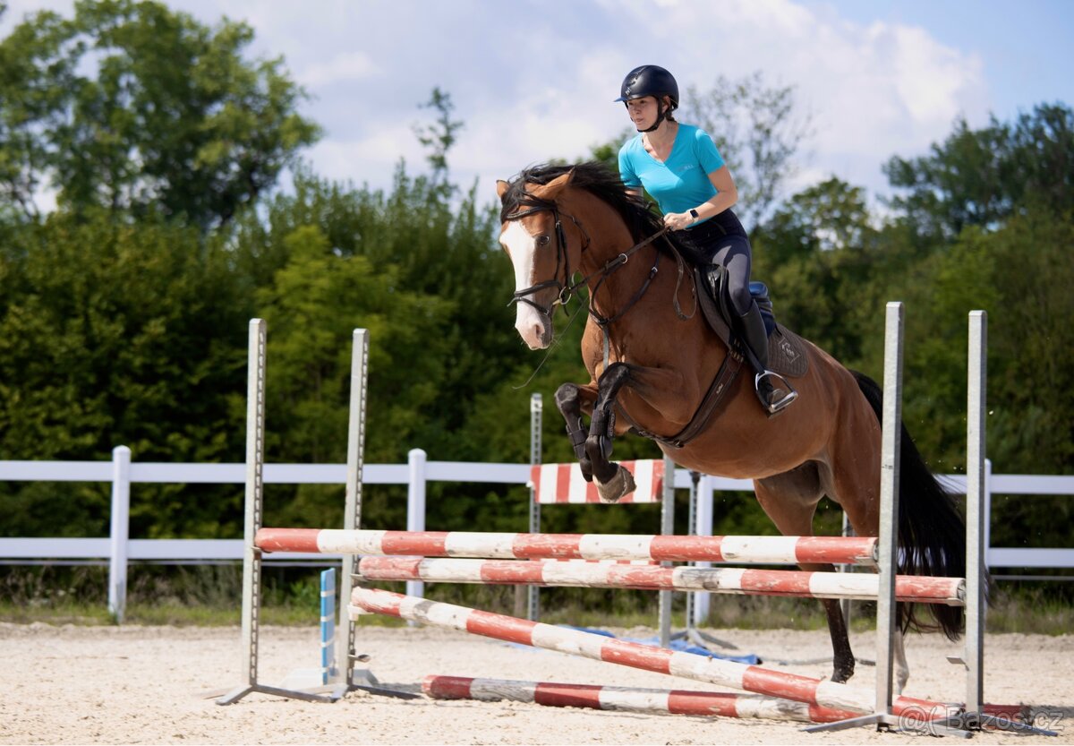 5-letá klisna k prodeji - 2