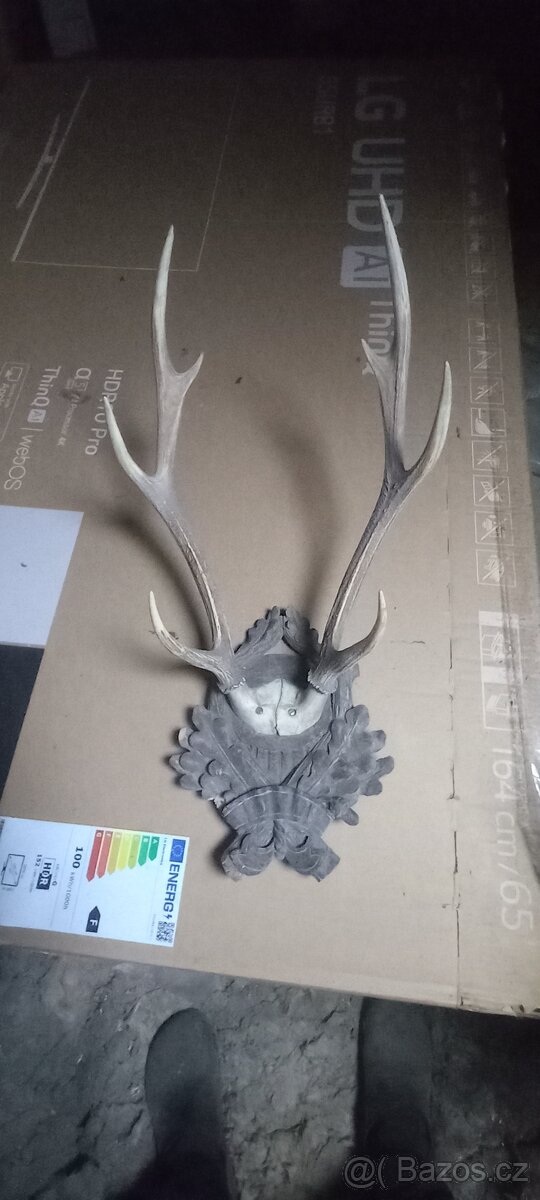 Paroží a trofeje. - 2