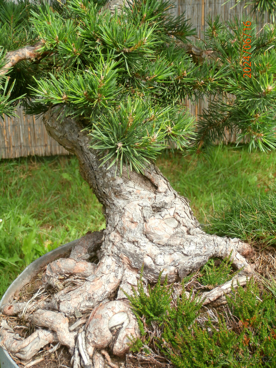Bonsaj - Borovice, Pinus sylvestris - 2
