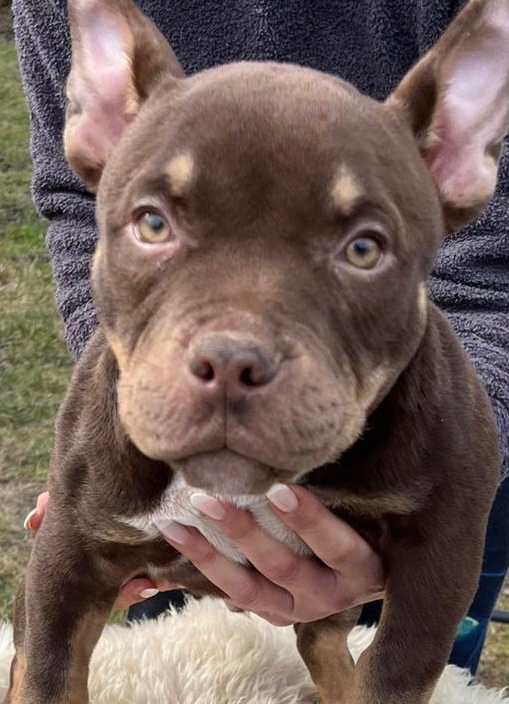 American Bully Micro s PP - 2